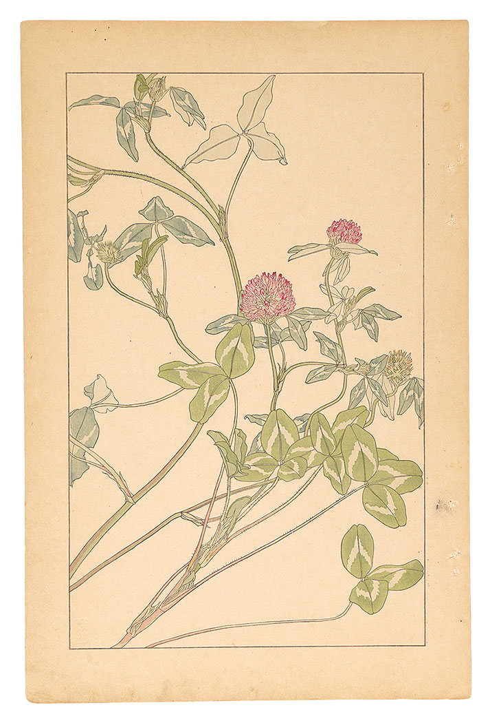 杉浦非水「赤爪草」