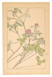 杉浦非水「赤爪草」