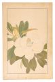 Southern Magnolia
