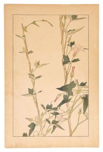 杉浦非水「小昼顔」