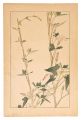 Calystegia Hederacea