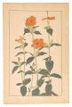 Lychnis Coronata