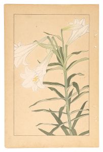 杉浦非水「鉄砲百合」