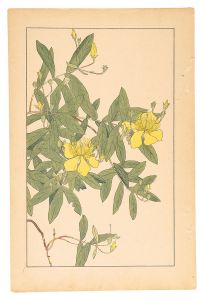 杉浦非水「未央柳」