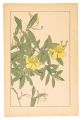 St. John's wort