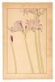 Resurrection Lily