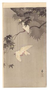 小原古邨（祥邨）「雨中の青楓に文鳥」