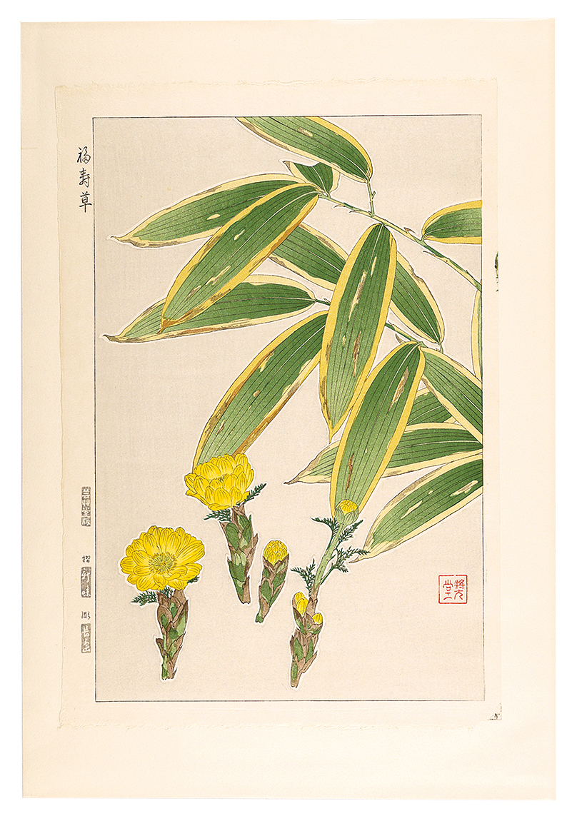 河原崎奨堂「日本の花こよみ　フクジュソウ（福寿草）」