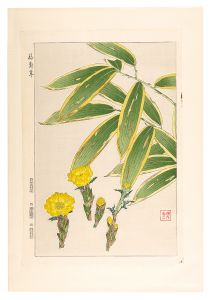 日本の花こよみ　フクジュソウ（福寿草）