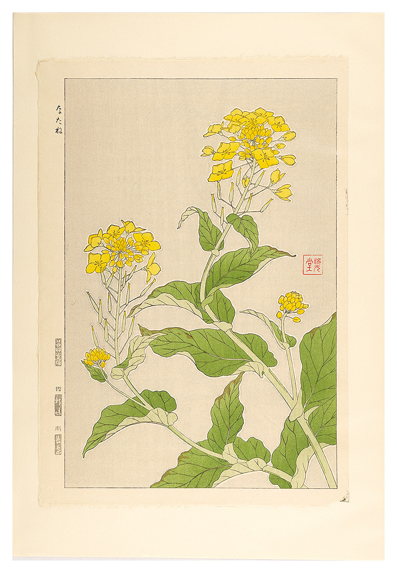 河原崎奨堂「日本の花こよみ　ナノハナ（菜の花）」