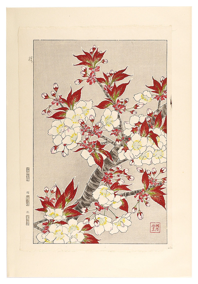 Kawarazaki Shodo “Floral Calendar of Japan / Cherry Blossom”