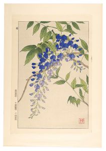 日本の花こよみ　フジ（藤）