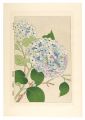 Floral Calendar of Japan / Hyd......