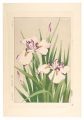 Floral Calendar of Japan / Iri......