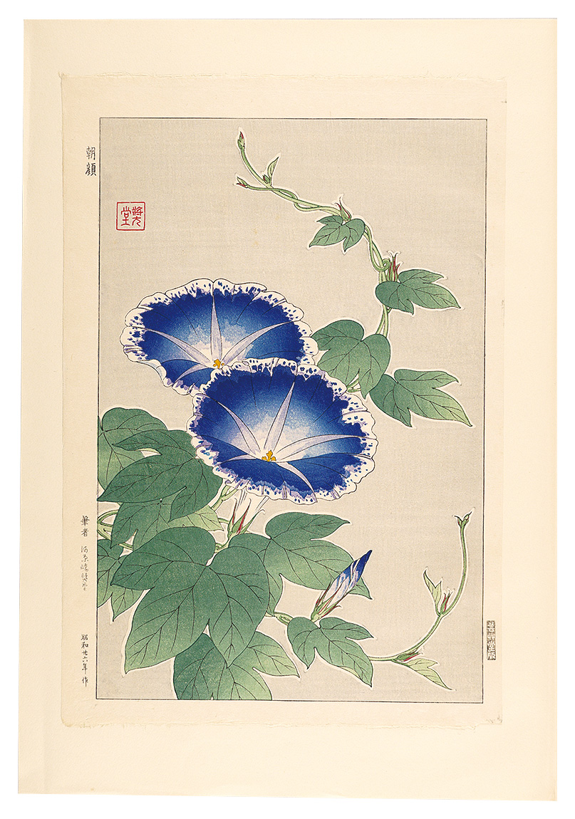 河原崎奨堂「日本の花こよみ　アサガオ（朝顔）」