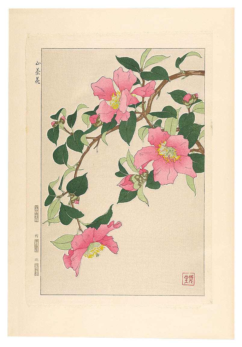 河原崎奨堂「日本の花こよみ　サザンカ（山茶花）」
