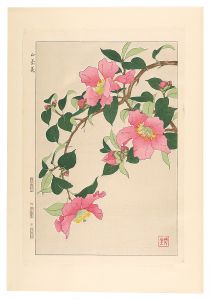 日本の花こよみ　サザンカ（山茶花）
