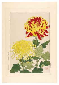 日本の花こよみ　キク（菊）