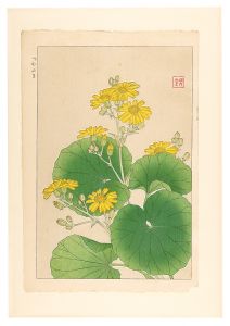 日本の花こよみ　ツワブキ（石蕗）