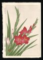 Gladiolus