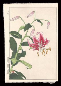 百合