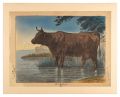 Twelve Zodiacal Animals / Ox (......