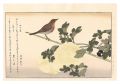 Myriad Birds: A Kyoka Competit......
