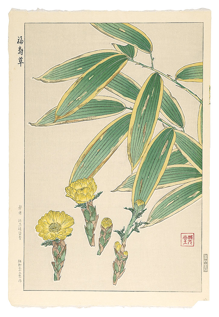 Kawarazaki Shodo “Adonis”