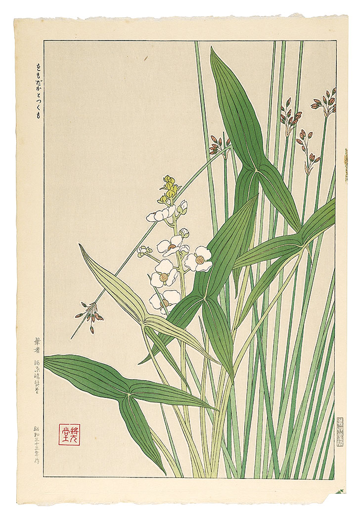 Kawarazaki Shodo “Arrowhead”