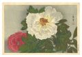 Peony