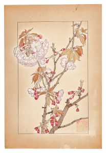 杉浦非水「八重桜」