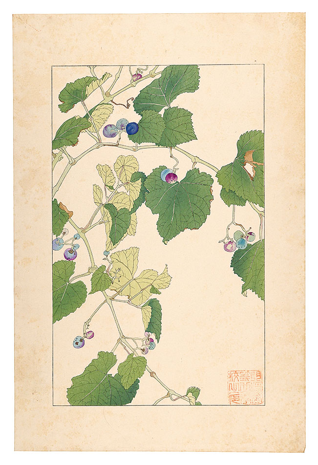 杉浦非水「野葡萄」
