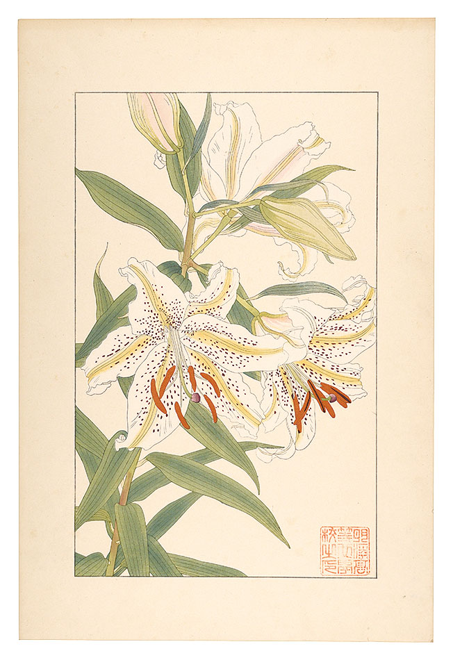 杉浦非水「山百合」
