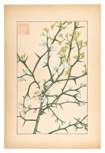杉浦非水「枸橘」