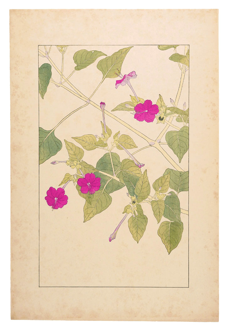 杉浦非水「白粉花」