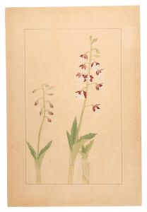 杉浦非水「海老根」