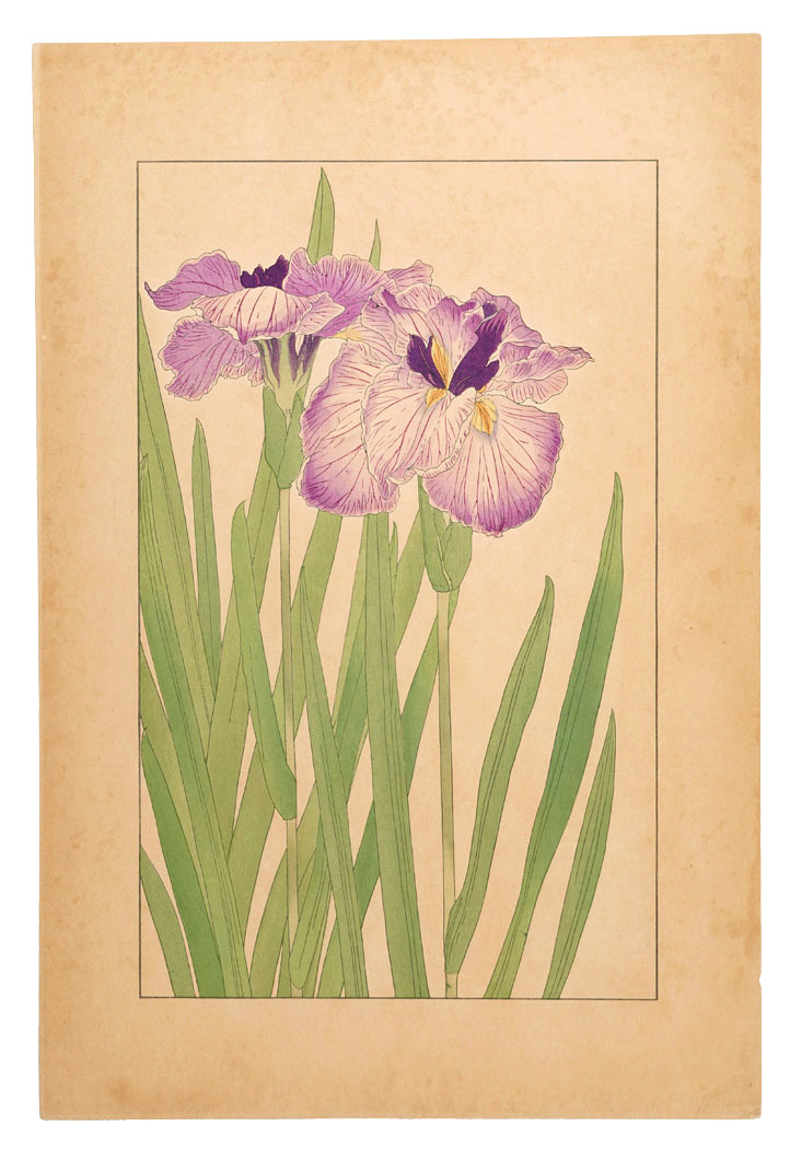 杉浦非水「花菖蒲」