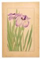 Japanese Iris