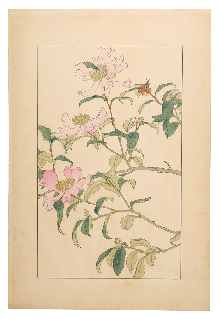 杉浦非水「山茶花」