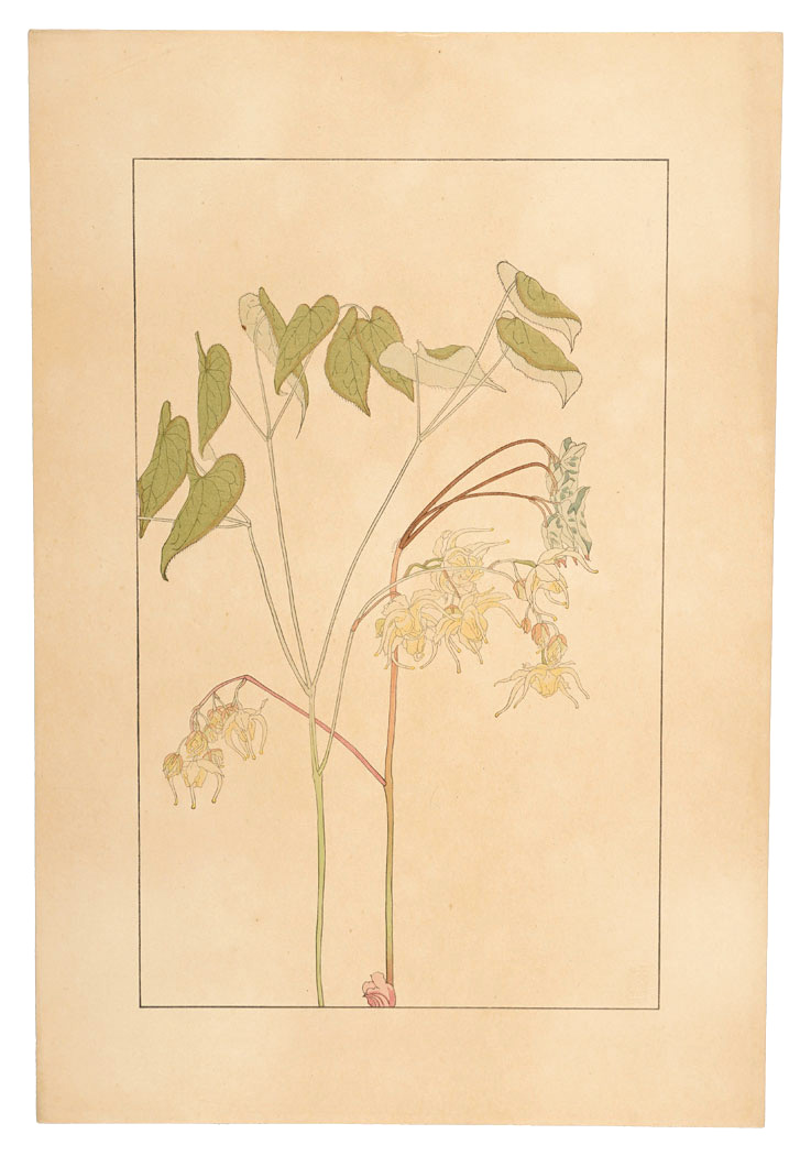 杉浦非水「錨草」