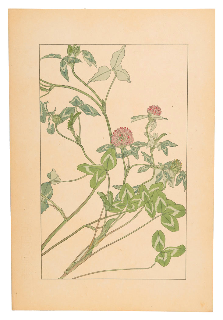 杉浦非水「赤爪草」