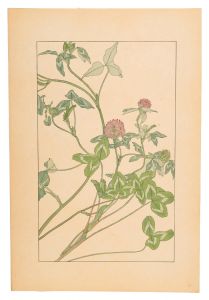 杉浦非水「赤爪草」