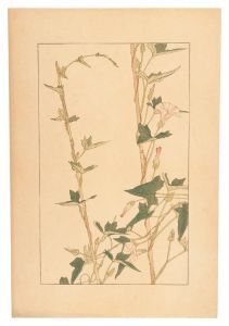 杉浦非水「小晝顏」
