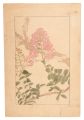 Crape myrtle