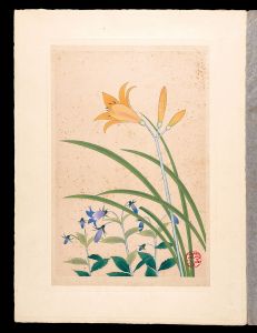 井上正晴「高山植物図譜　ゼンテイクワ（ニツクワウキスゲ）・ヒメシヤジン」