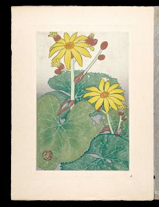 井上正晴「高山植物図譜　マルバダケブキ」