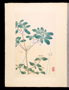井上正晴「高山植物図譜　エゾホソイ・ツリガネツツジ」