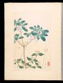 Japanese Alpine Plants / Juncu......