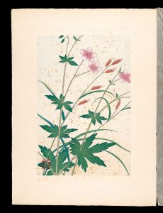 井上正晴「高山植物図譜　タチフウロ・シロウマスゲ」