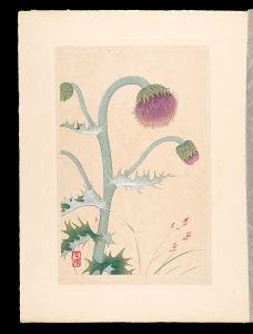 井上正晴「高山植物図譜　コメススキ・テウカイアザミ」